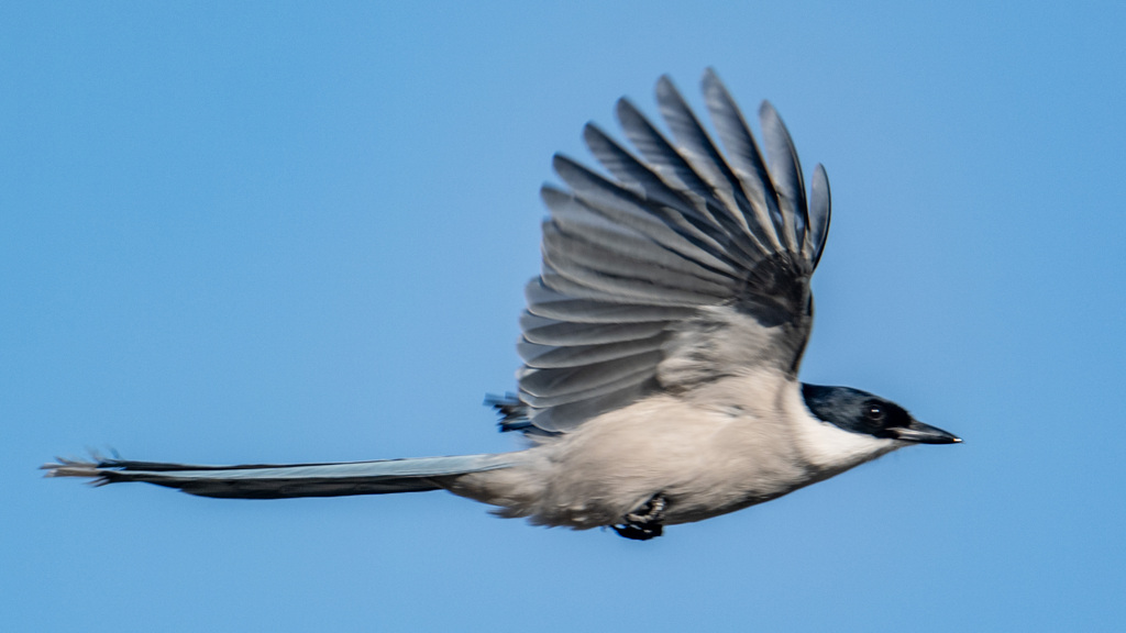 今日の散歩の途中7：オナガの飛翔