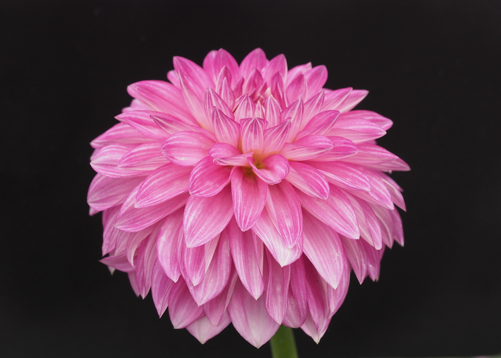 花のポートレート：ダリア２