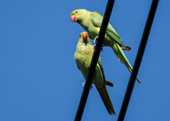 ワカケホンセイインコ