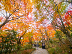 京都紅葉の記憶８：もみじの天幕