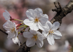 幸せの桜