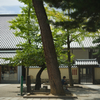 東大寺