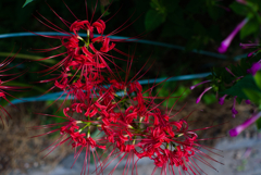 いつも通る道の