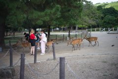 奈良公園