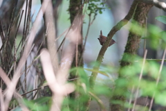 ミソサザイの幼鳥