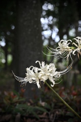 彼岸花　白