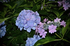 紫陰花