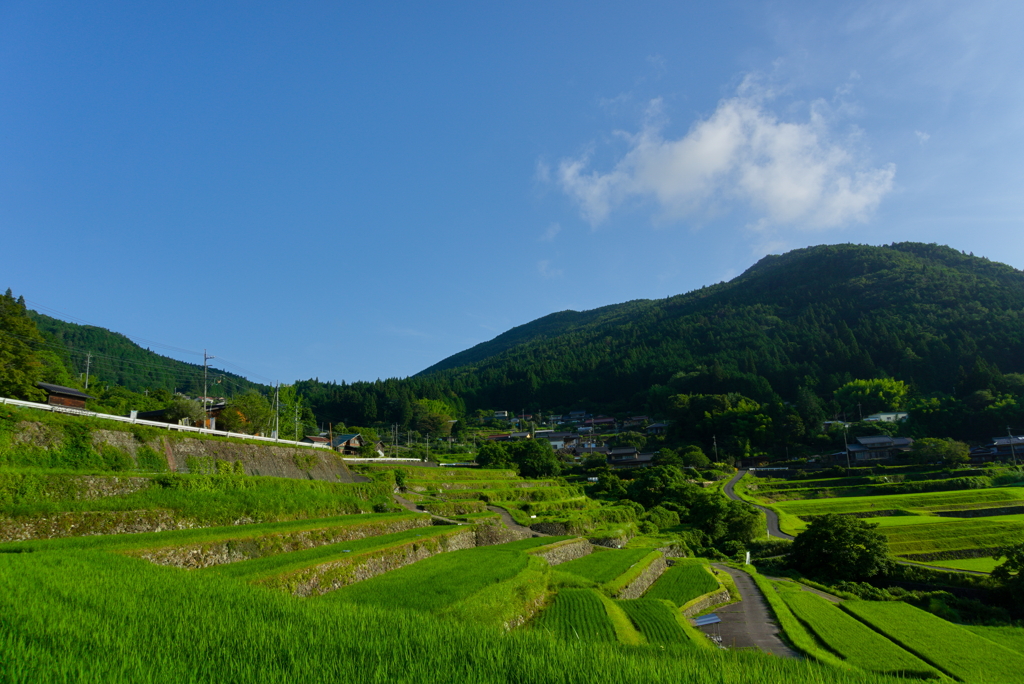 早朝の棚田３