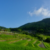 早朝の棚田３