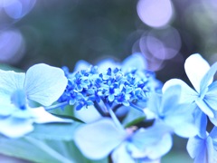 紫陽花
