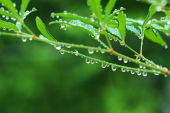 雨雫
