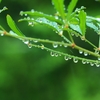 雨雫
