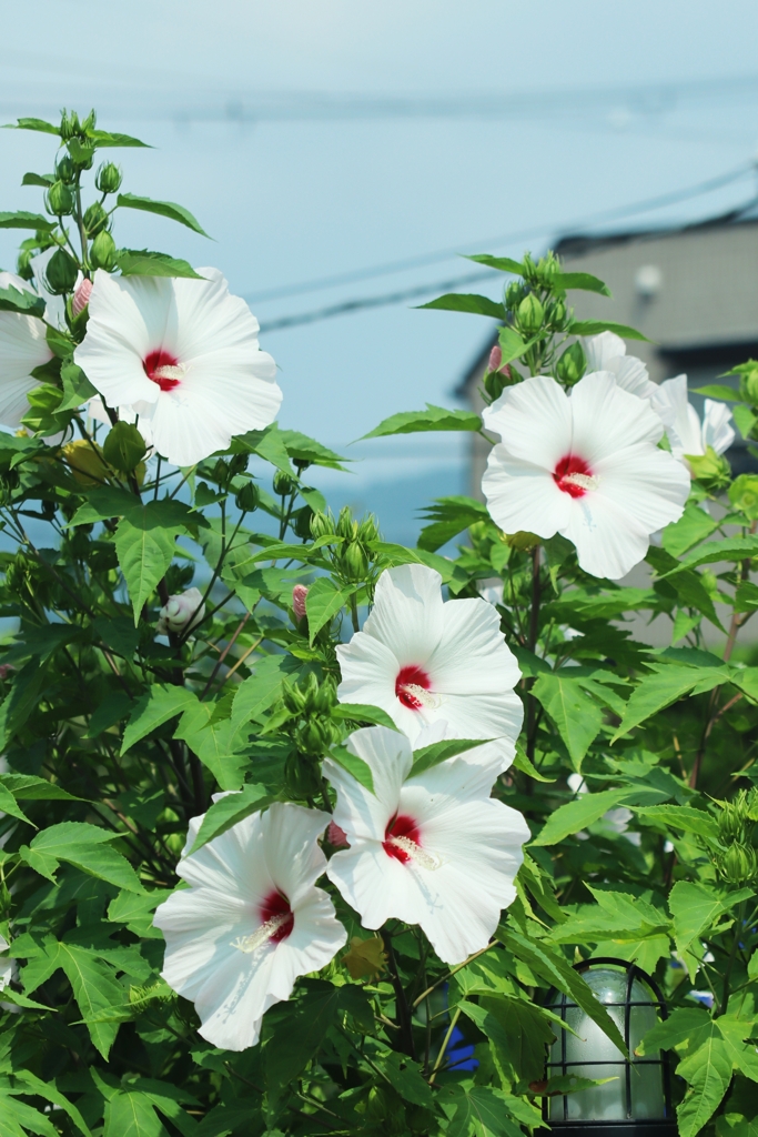 大輪の花