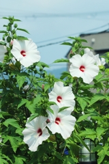 大輪の花