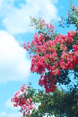 青空に百日紅