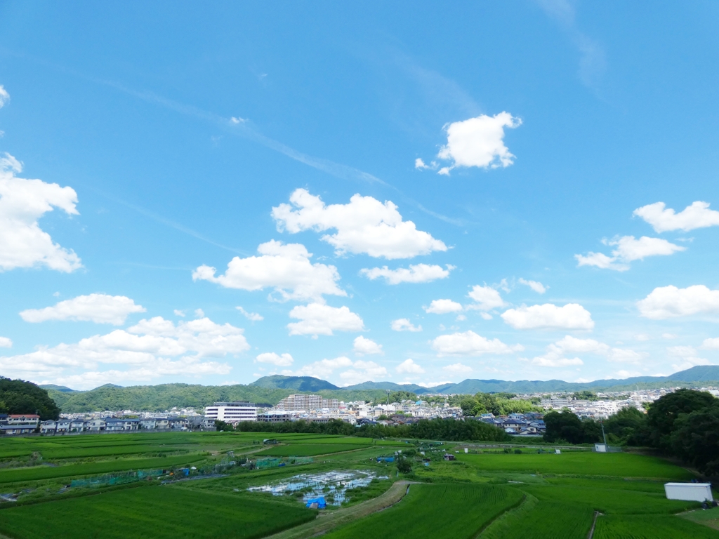 夏空と田んぼ