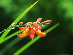 花しづく