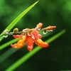 花しづく