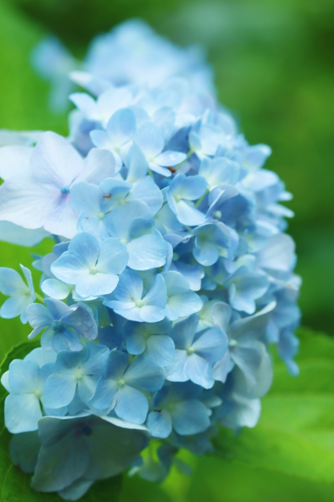 雨上がりの紫陽花