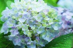 紫陽花