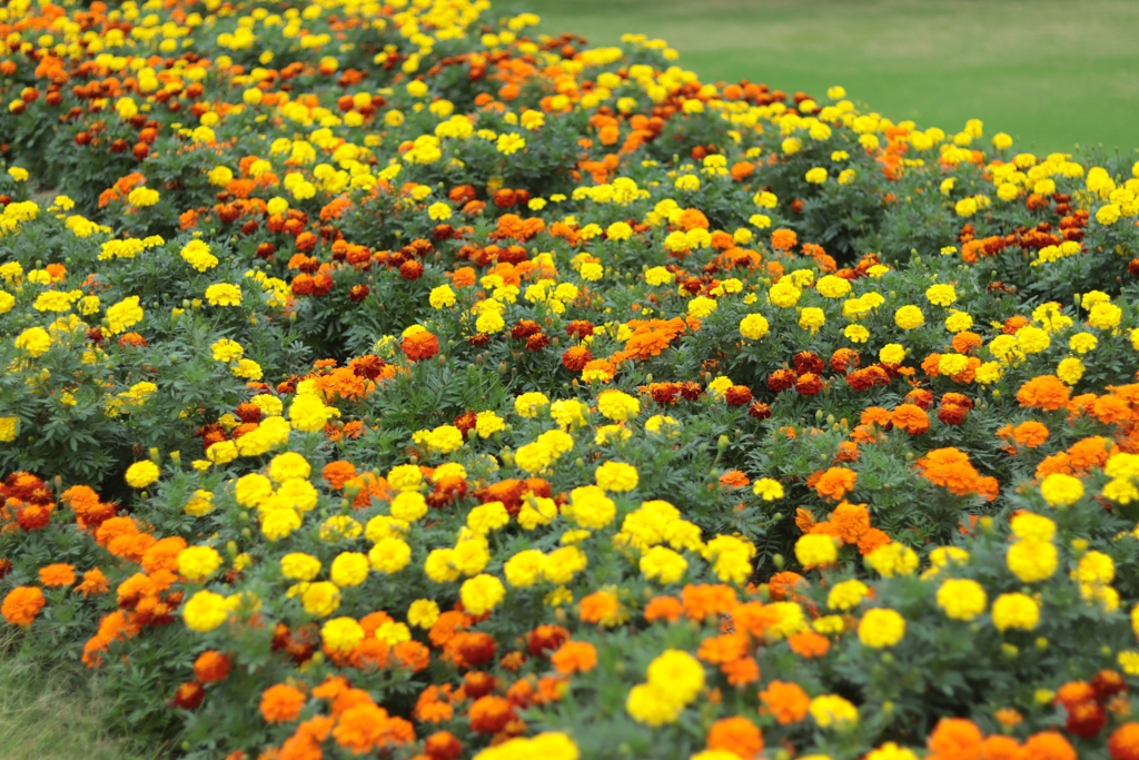 マリーゴールド混植