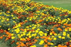 マリーゴールド混植