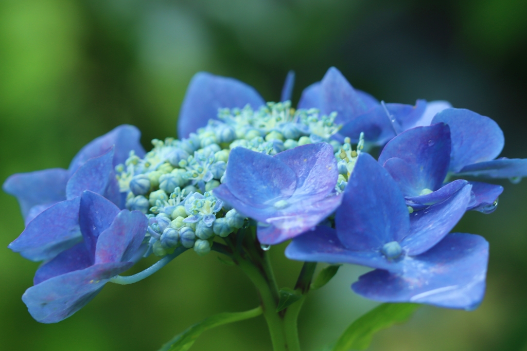 額紫陽花