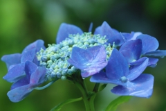 額紫陽花
