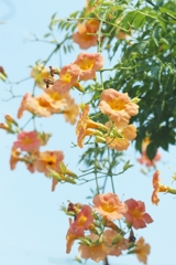 夏空に咲く