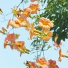 夏空に咲く