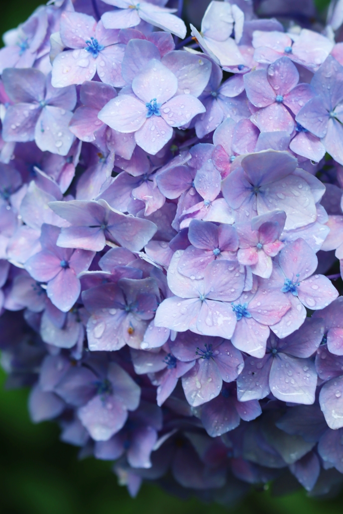 紫の紫陽花