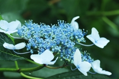 真花も開花