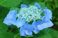 西洋額紫陽花