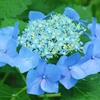 西洋額紫陽花