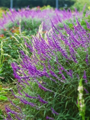 アメジストセージ