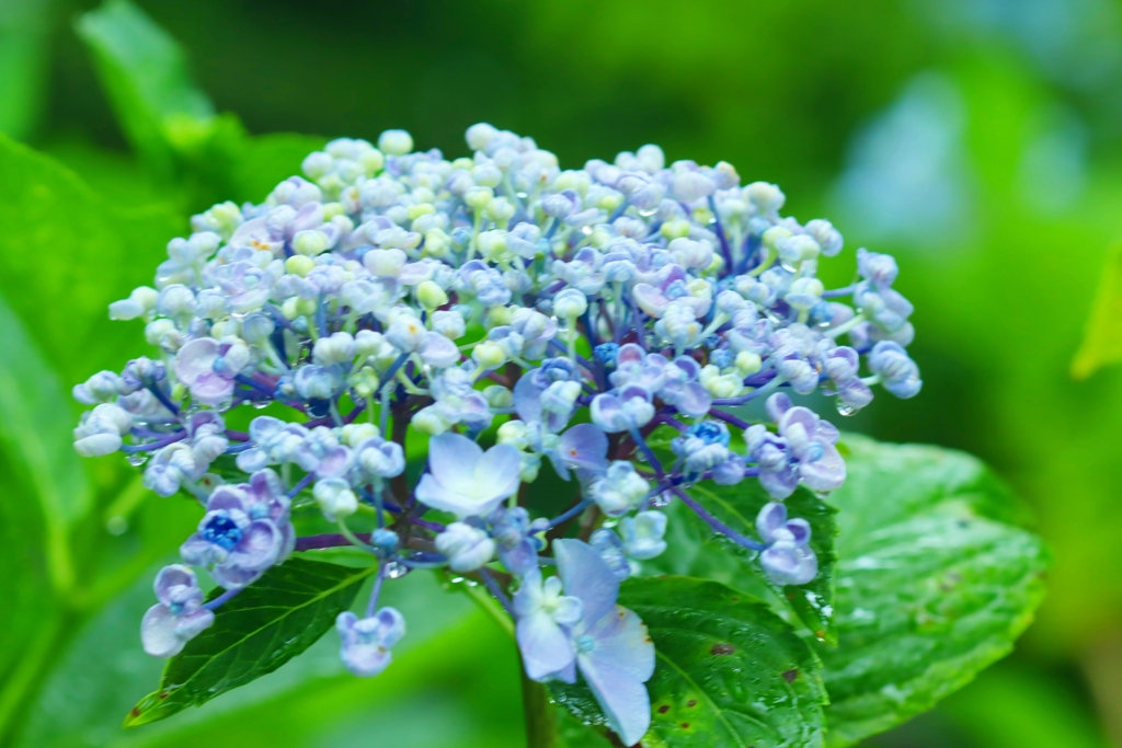 渦紫陽花