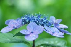 額紫陽花