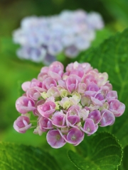遅れて咲いた紫陽花