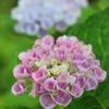 遅れて咲いた紫陽花
