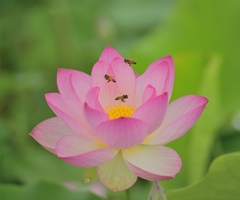 花園