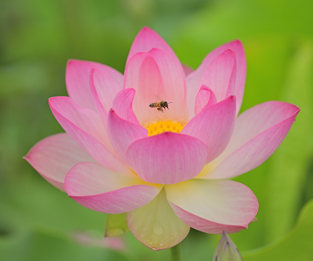 蓮と蜜蜂