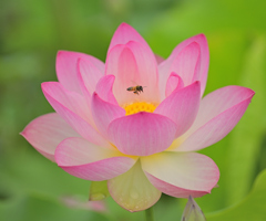 蓮と蜜蜂