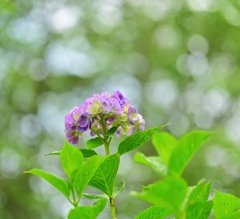 早朝の紫陽花