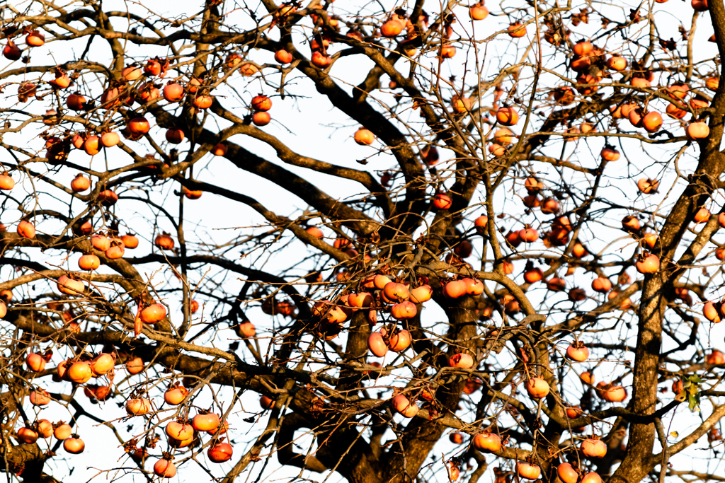 未だ実の多く残る柿の木