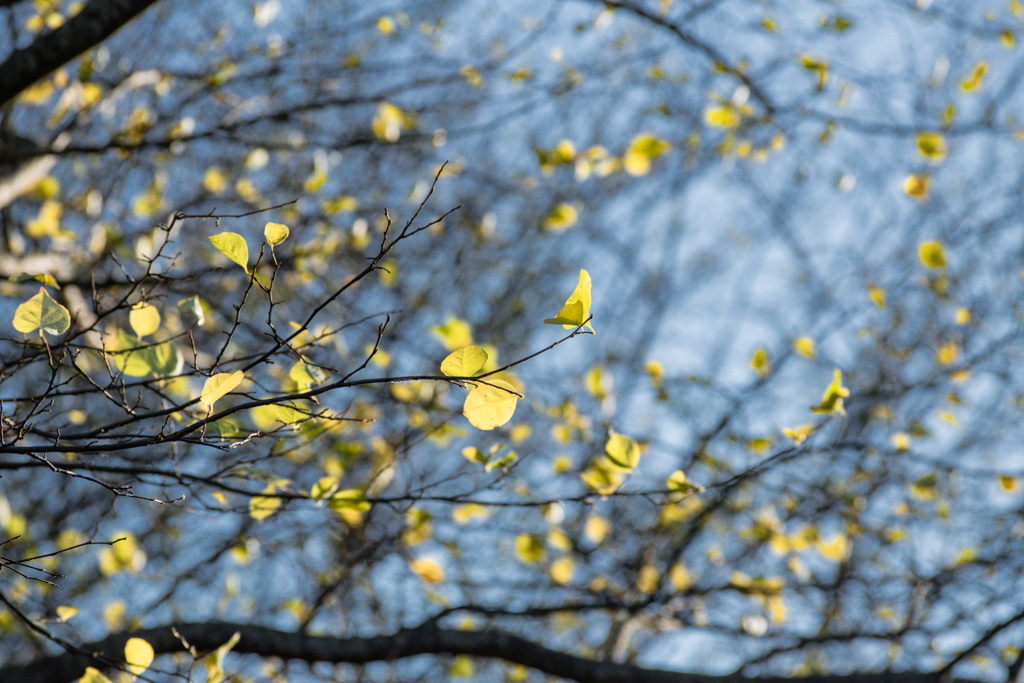 レモン色の黄葉