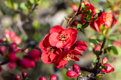 木瓜の花