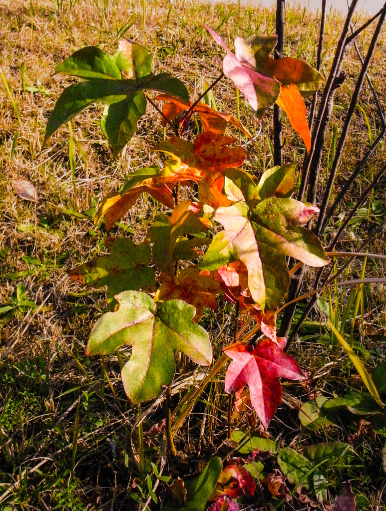 ミニチュアサイズ