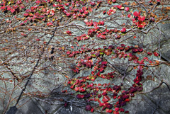 ツタが描くもの