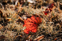 終わる秋のささやかな贈り物