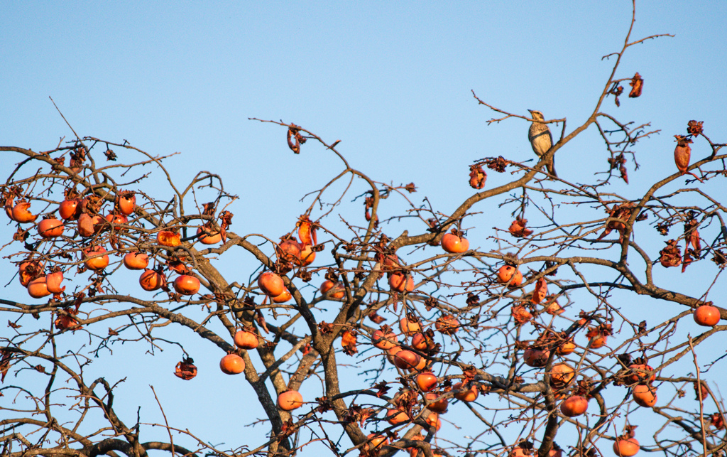 ツグミくんも大満足
